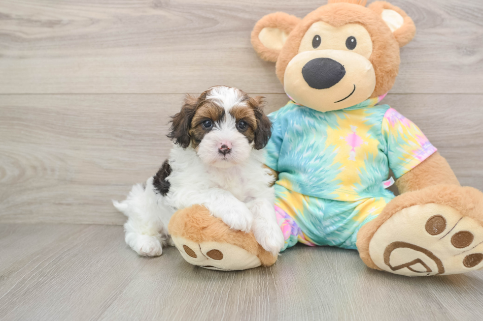 Happy Shih Poo Baby
