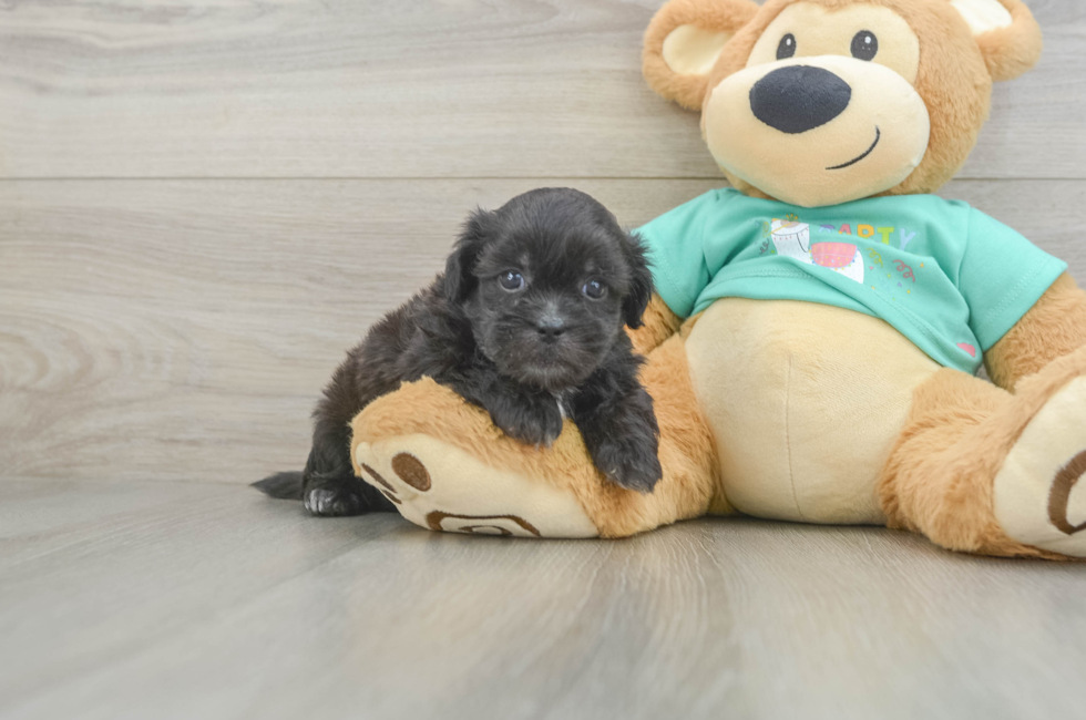 5 week old Shih Poo Puppy For Sale - Windy City Pups