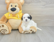 7 week old Shih Poo Puppy For Sale - Windy City Pups