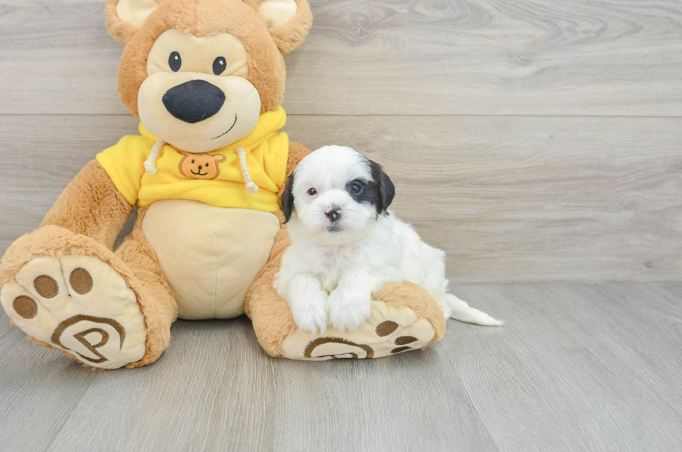 7 week old Shih Poo Puppy For Sale - Windy City Pups