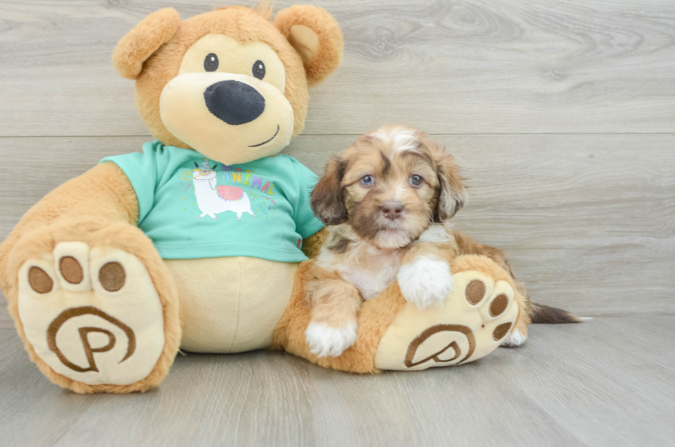 6 week old Shih Poo Puppy For Sale - Windy City Pups