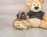 5 week old Shih Poo Puppy For Sale - Windy City Pups