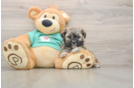 Shih Poo Puppy for Adoption