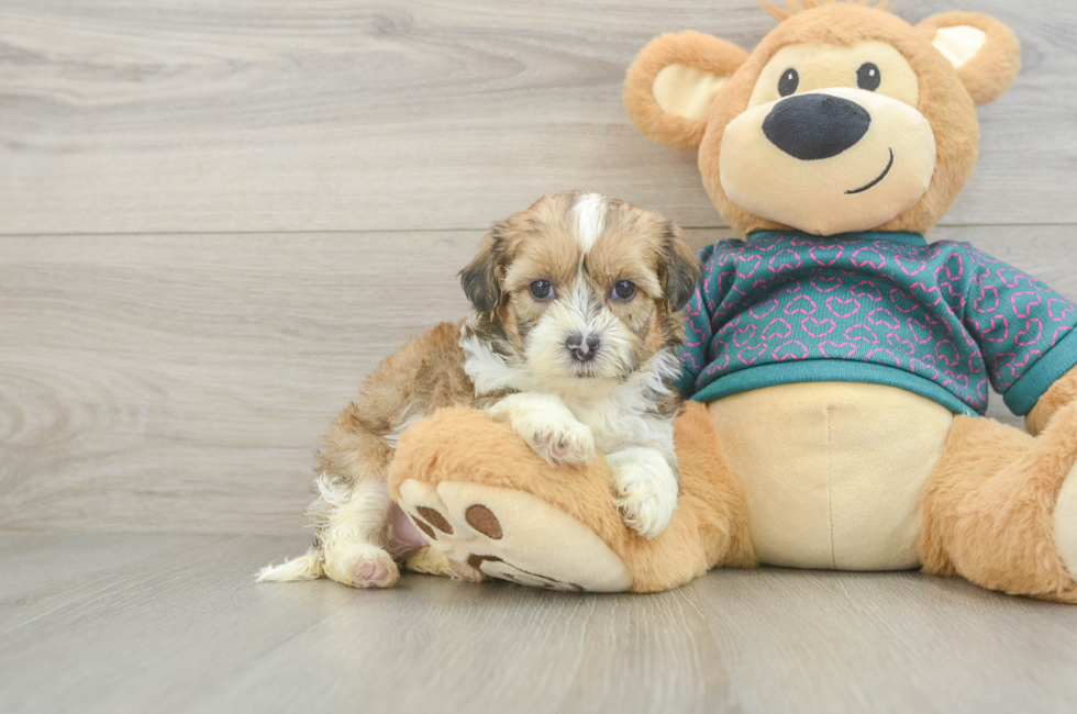 5 week old Shih Poo Puppy For Sale - Windy City Pups