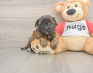 7 week old Shih Poo Puppy For Sale - Windy City Pups