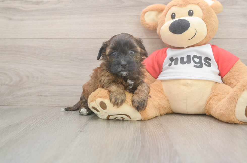 5 week old Shih Poo Puppy For Sale - Windy City Pups