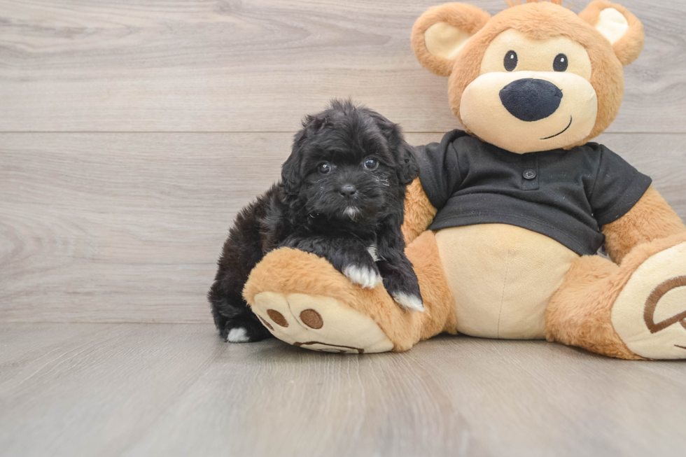 Smart Shih Poo Poodle Mix Pup