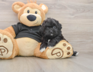 6 week old Shih Poo Puppy For Sale - Windy City Pups