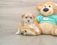 7 week old Shih Poo Puppy For Sale - Windy City Pups