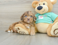 6 week old Shih Poo Puppy For Sale - Windy City Pups