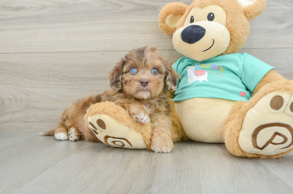 6 week old Shih Poo Puppy For Sale - Windy City Pups