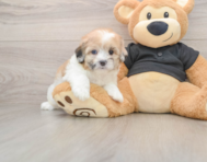 5 week old Shih Poo Puppy For Sale - Windy City Pups