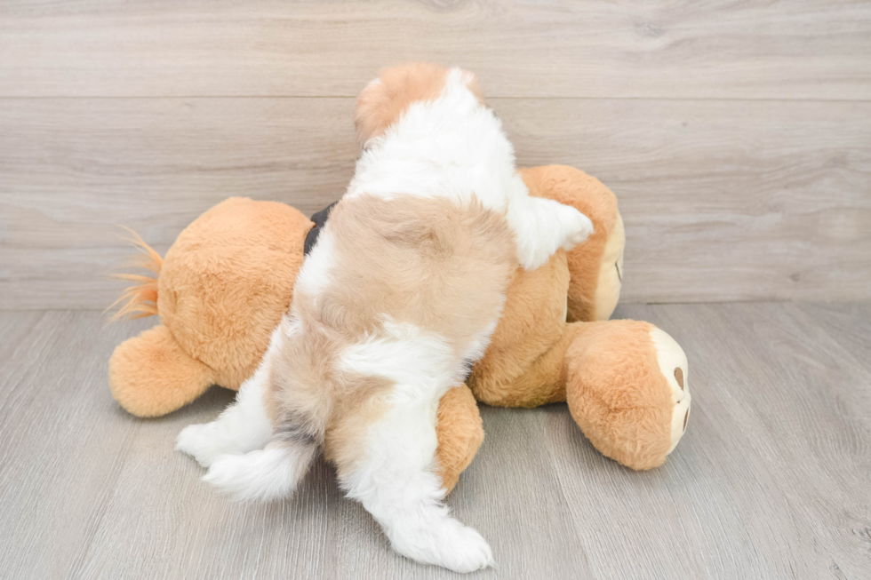 Shih Poo Puppy for Adoption