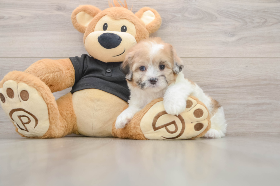 Energetic Shih Poo Poodle Mix Puppy