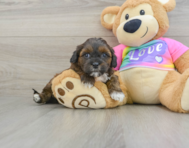 8 week old Shih Poo Puppy For Sale - Windy City Pups