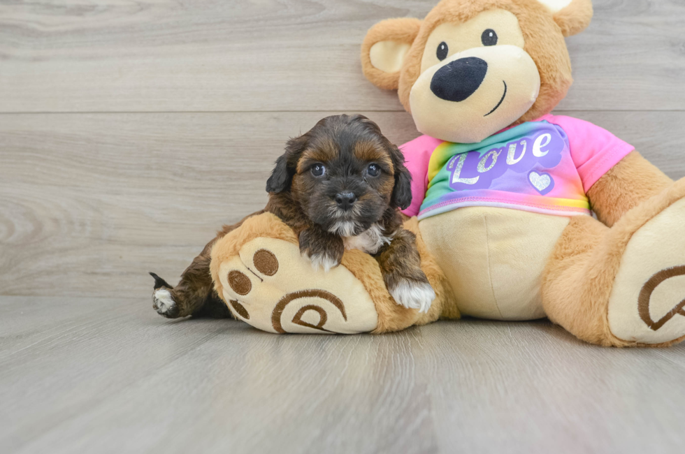 8 week old Shih Poo Puppy For Sale - Windy City Pups