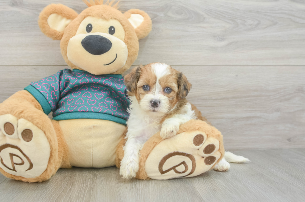 5 week old Shih Poo Puppy For Sale - Windy City Pups