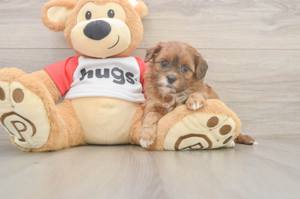 5 week old Shih Poo Puppy For Sale - Windy City Pups