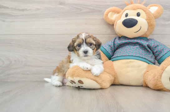 Hypoallergenic Shih Poo Poodle Mix Puppy
