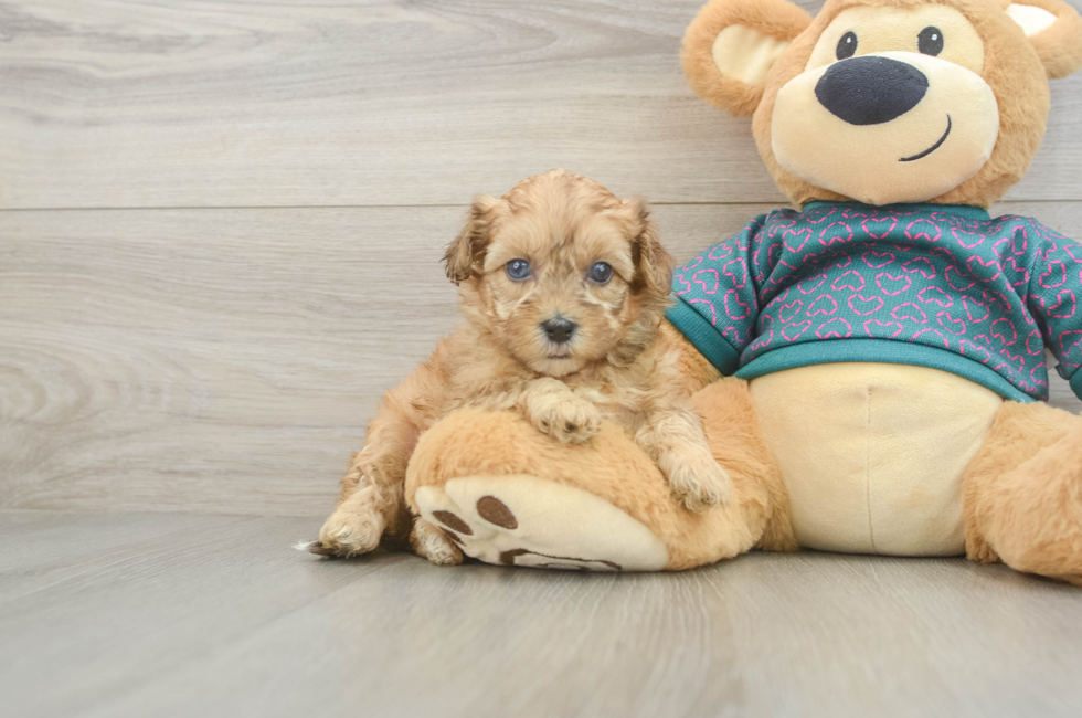 5 week old Shih Poo Puppy For Sale - Windy City Pups
