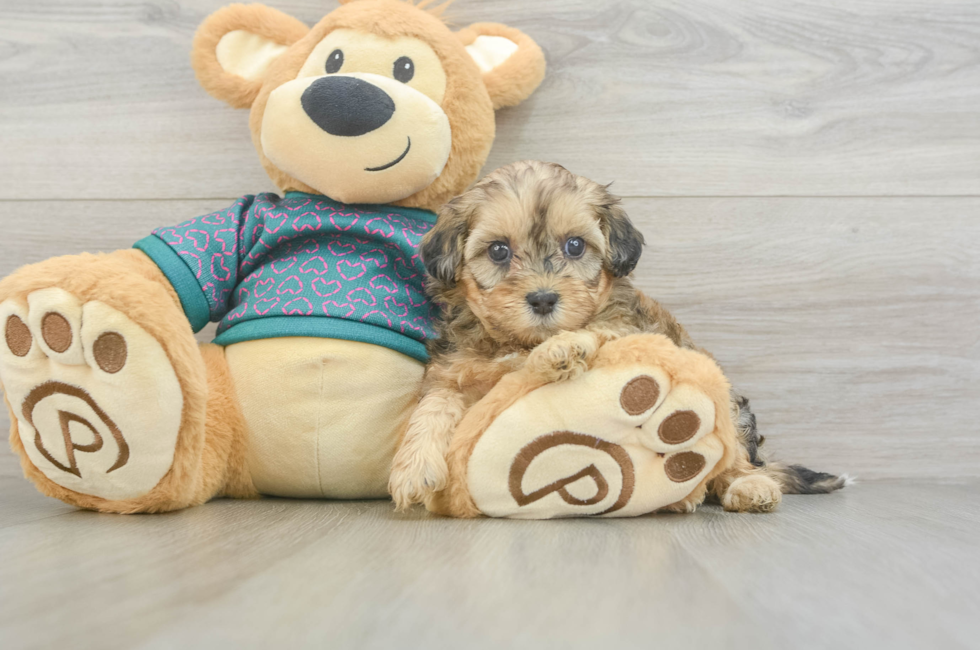 5 week old Shih Poo Puppy For Sale - Windy City Pups