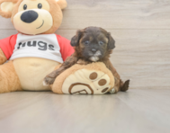 7 week old Shih Poo Puppy For Sale - Windy City Pups
