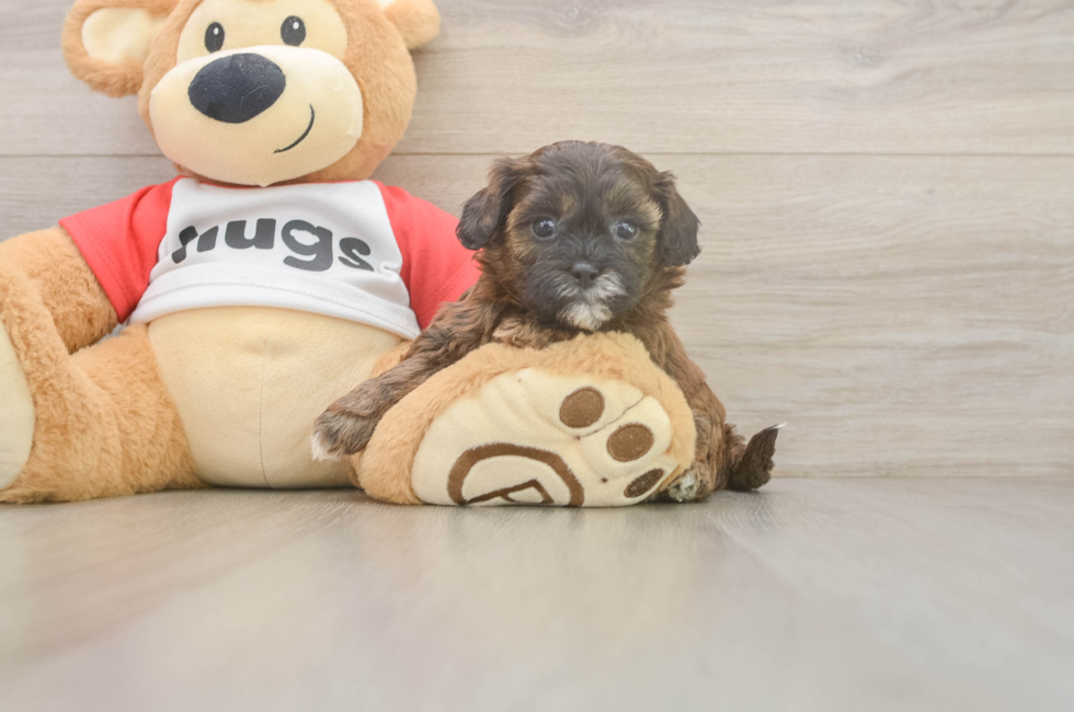 5 week old Shih Poo Puppy For Sale - Windy City Pups