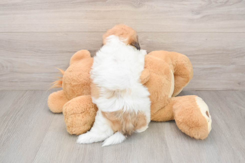 Adorable Shihpoo Poodle Mix Puppy