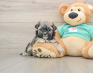 8 week old Shih Poo Puppy For Sale - Windy City Pups
