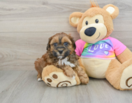 8 week old Shih Poo Puppy For Sale - Windy City Pups