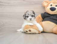 5 week old Shih Poo Puppy For Sale - Windy City Pups