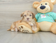 6 week old Shih Poo Puppy For Sale - Windy City Pups