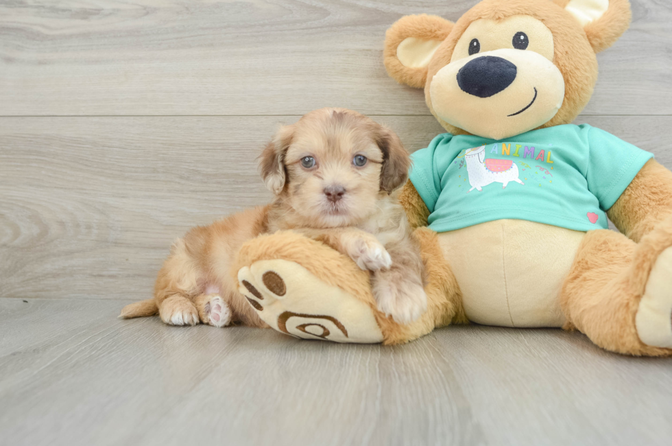 6 week old Shih Poo Puppy For Sale - Windy City Pups