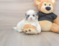 5 week old Shih Poo Puppy For Sale - Windy City Pups