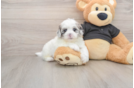 Best Shih Poo Baby