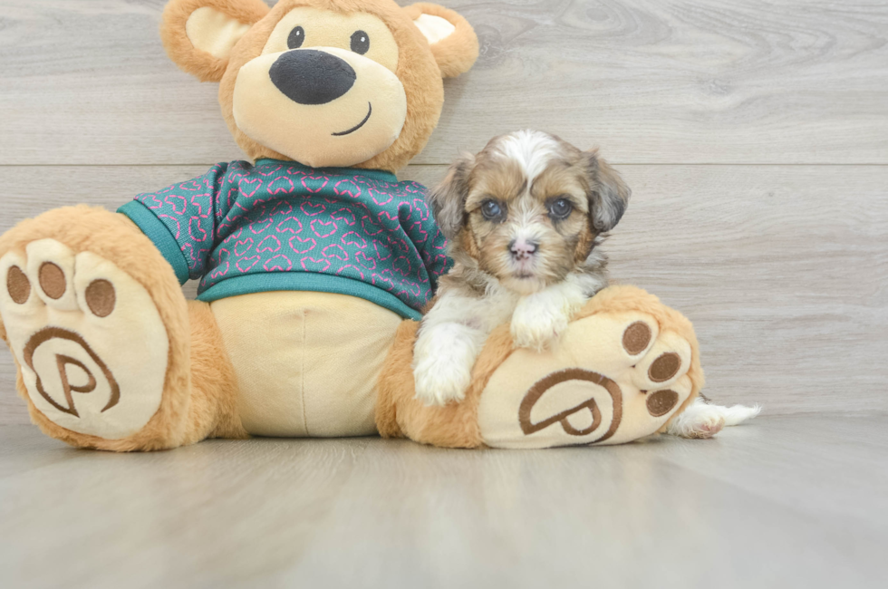 5 week old Shih Poo Puppy For Sale - Windy City Pups