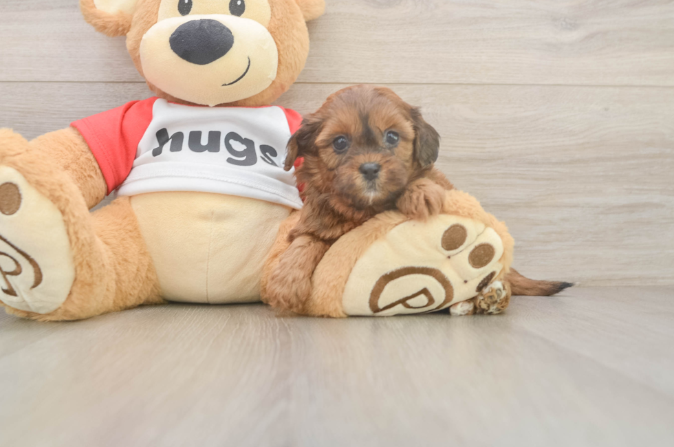 5 week old Shih Poo Puppy For Sale - Windy City Pups