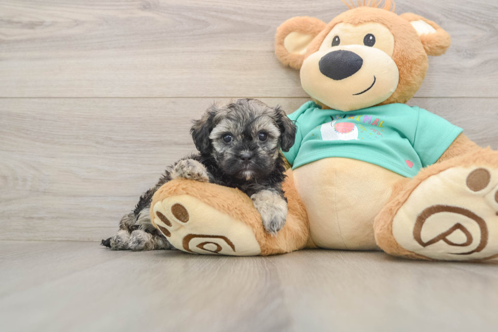 Hypoallergenic Shihpoo Poodle Mix Puppy