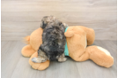 Shih Poo Puppy for Adoption