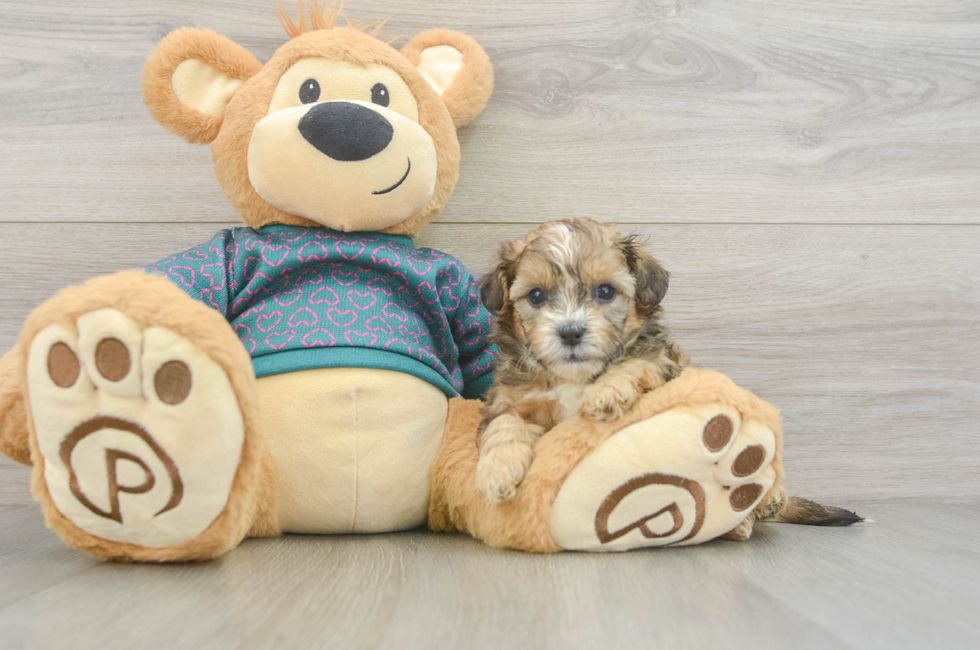 5 week old Shih Poo Puppy For Sale - Windy City Pups
