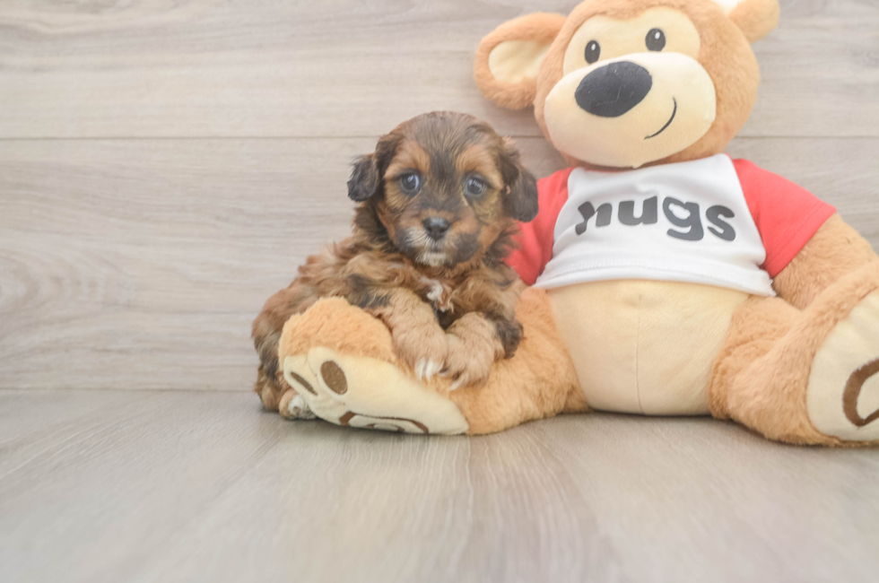 5 week old Shih Poo Puppy For Sale - Windy City Pups