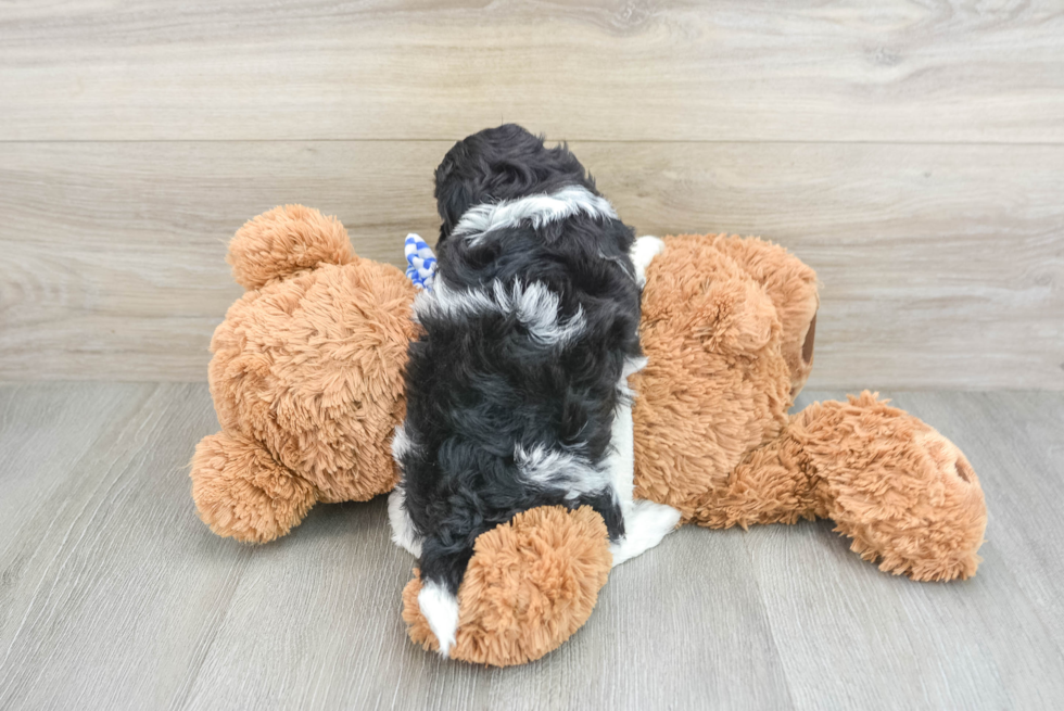 Cute Shih Poo Baby