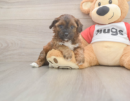 7 week old Shih Poo Puppy For Sale - Windy City Pups