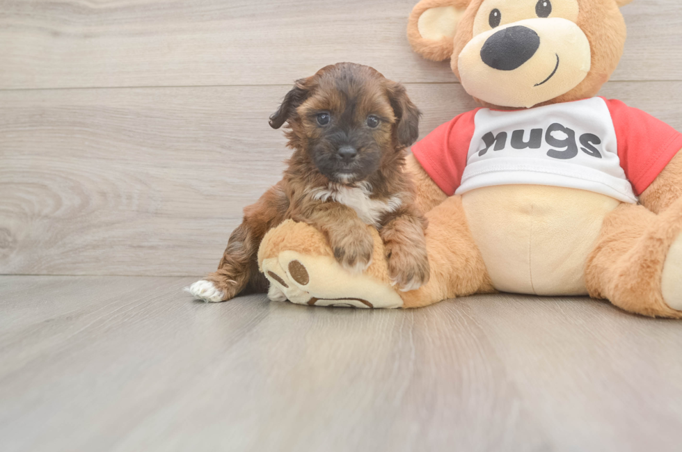 5 week old Shih Poo Puppy For Sale - Windy City Pups