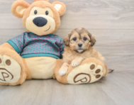 8 week old Shih Poo Puppy For Sale - Windy City Pups