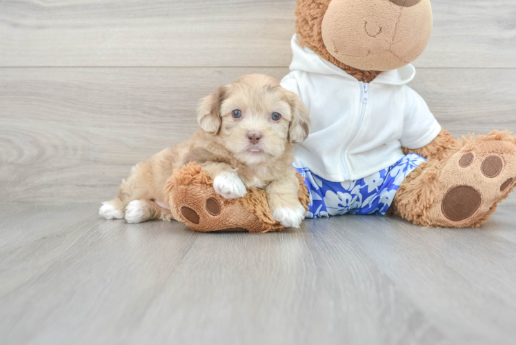 Shih Poo Pup Being Cute