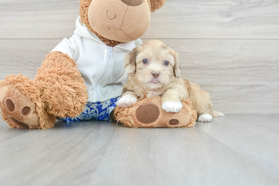 Popular Shih Poo Poodle Mix Pup
