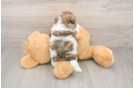 Shih Poo Pup Being Cute