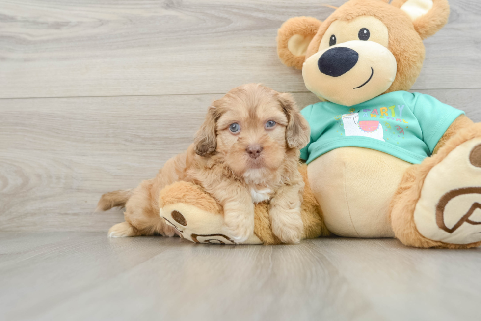 Shih Poo Puppy for Adoption