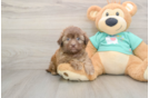 Best Shih Poo Baby
